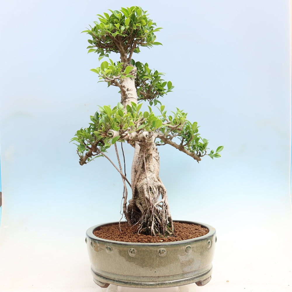 Szobai bonsai - Ficus kimmen - kislevelű fikusz