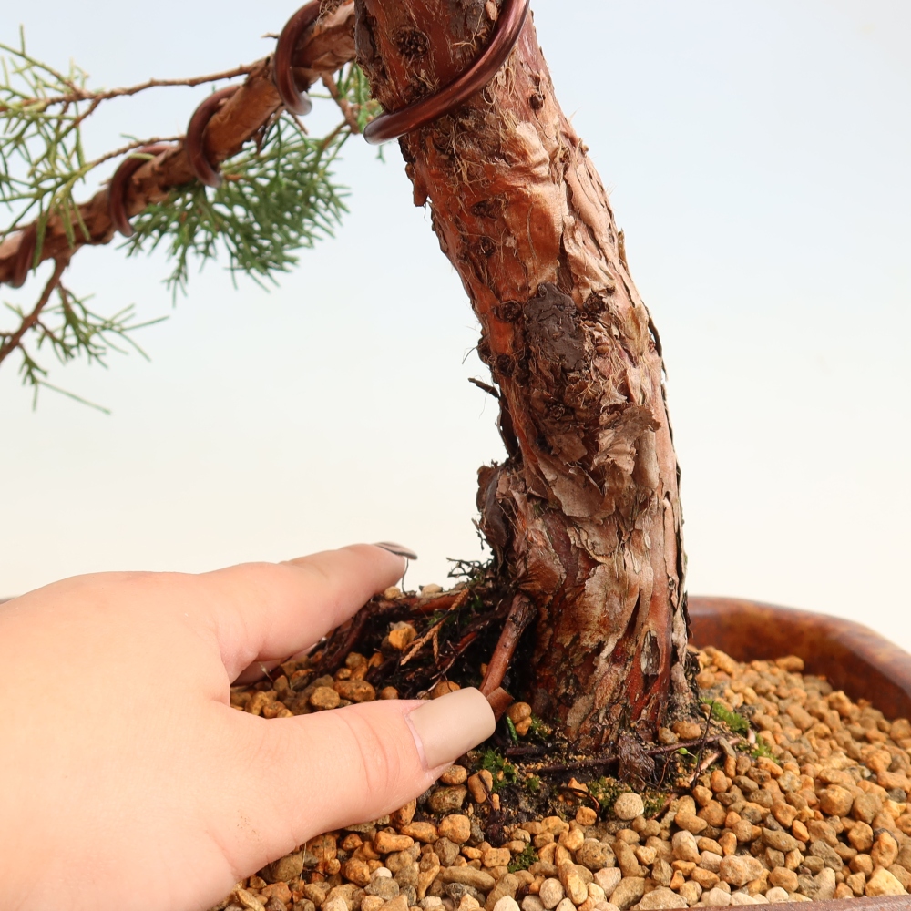 Kültéri bonsai - Juniperus chinensis Kishu