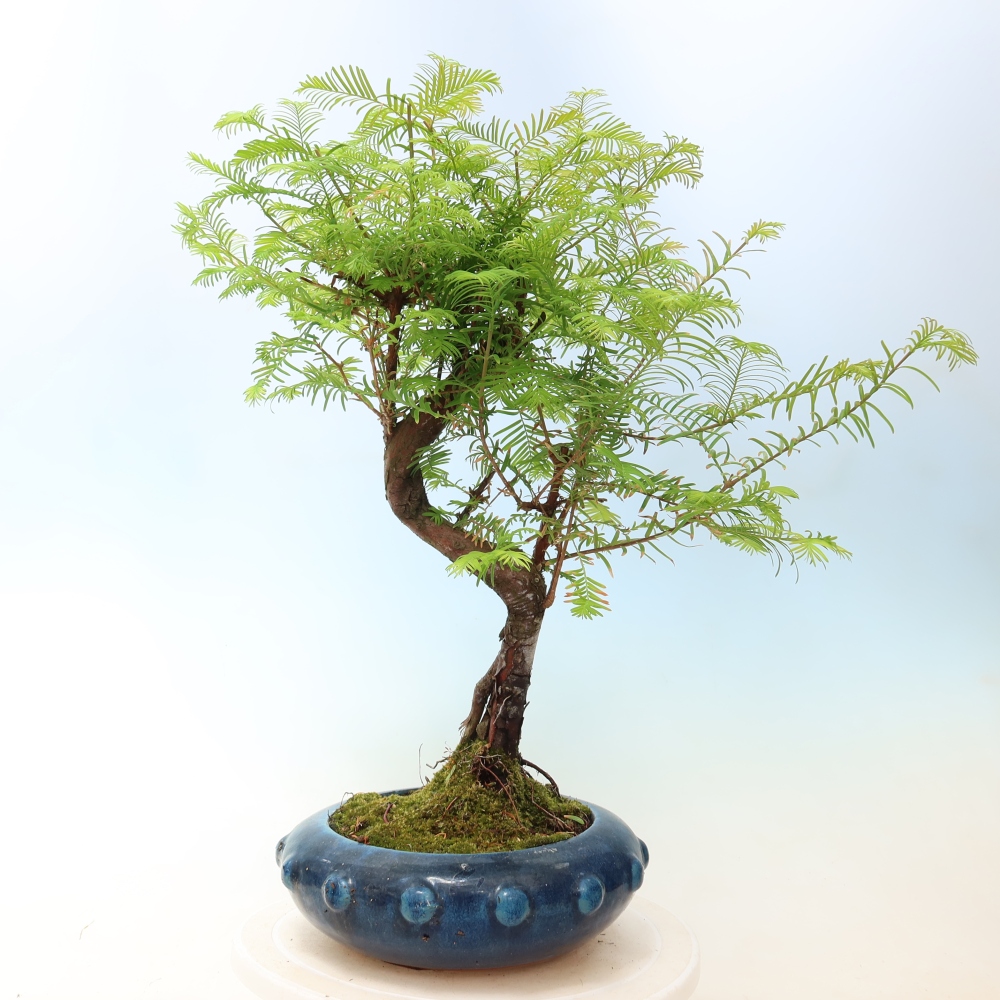 Kültéri bonsai - Metasequoia glyptostroboides - Kínai metasequoia