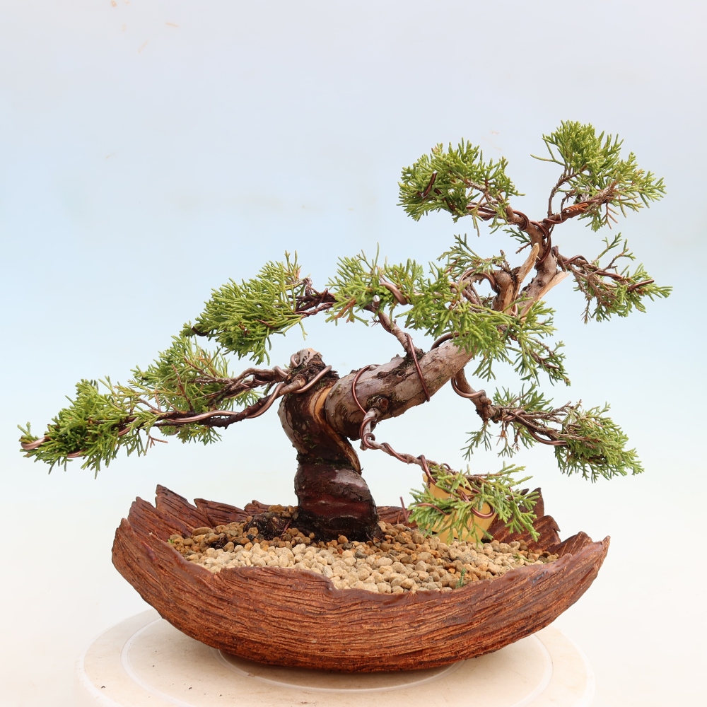 Kültéri bonsai - Juniperus chinensis Itoigawa-Juniperus chinensis