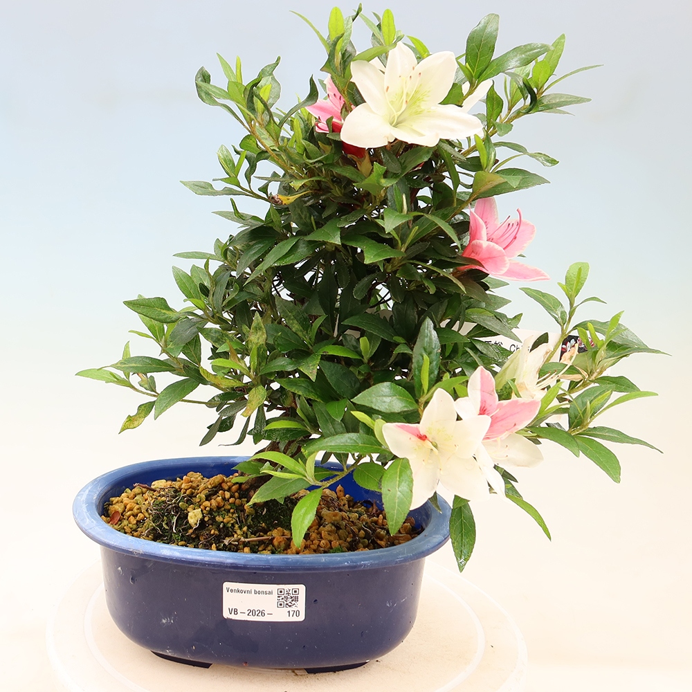 Kültéri bonsai - japán azálea - Azálea CHIHIRO