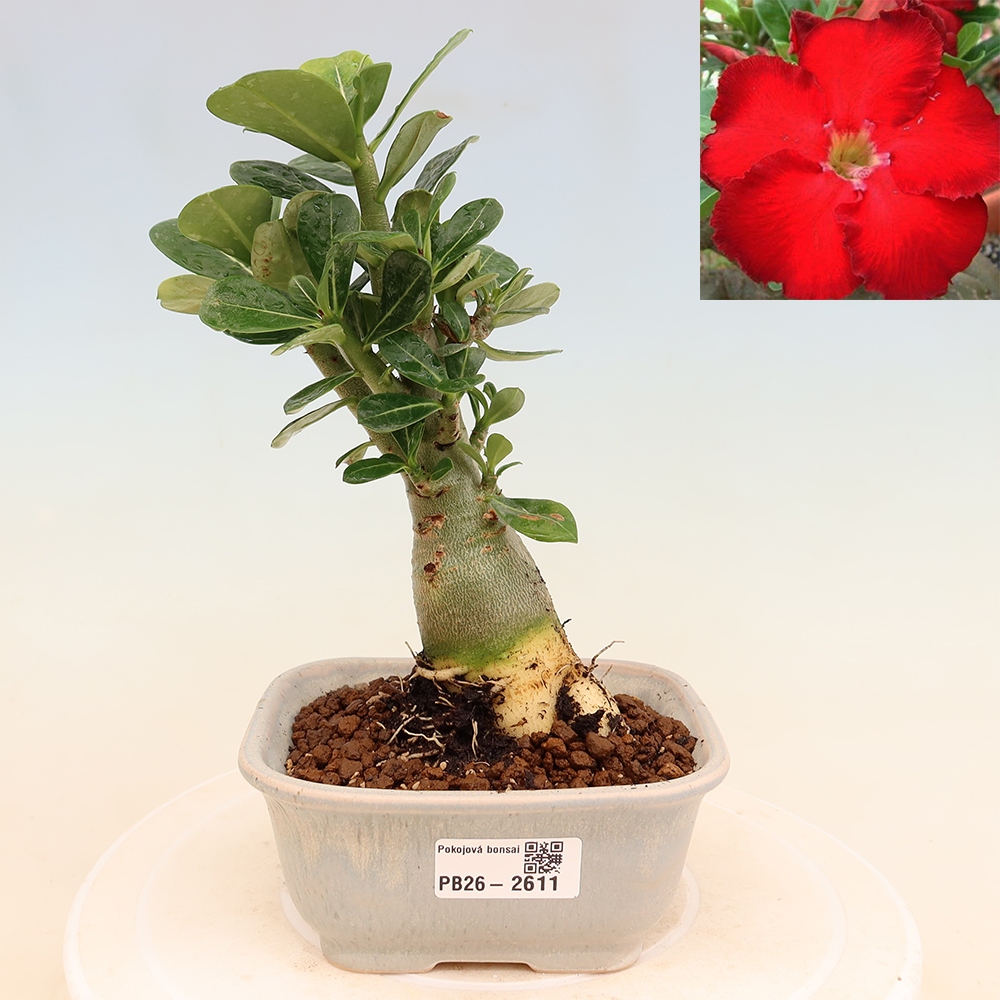 Szobabonsai – Adenium obesum Red Star – Sivatagi rózsa