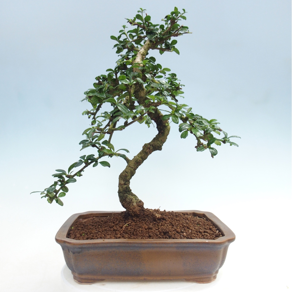 Szobai bonsai - Carmona macrophylla - Tea fuki
