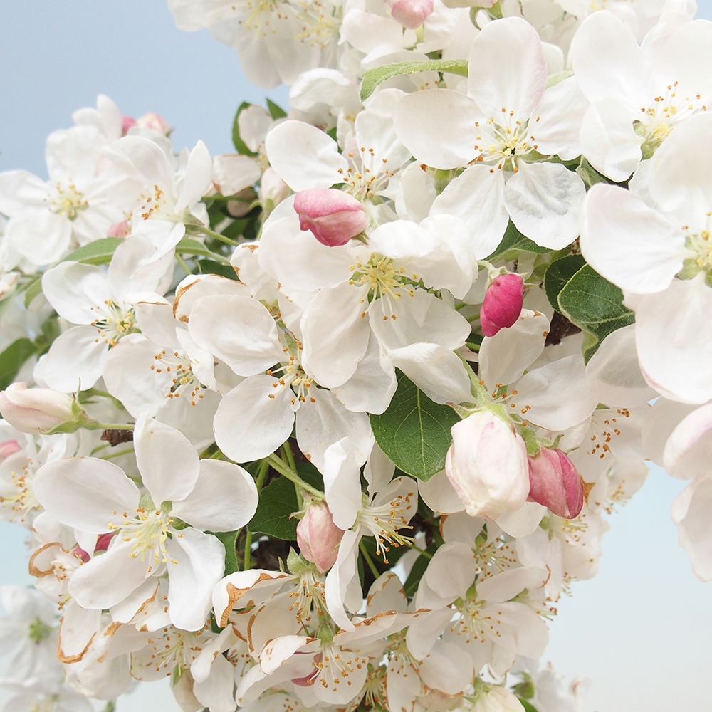 Kültéri bonsai -Malus halliana - Kis gyümölcsű almafa