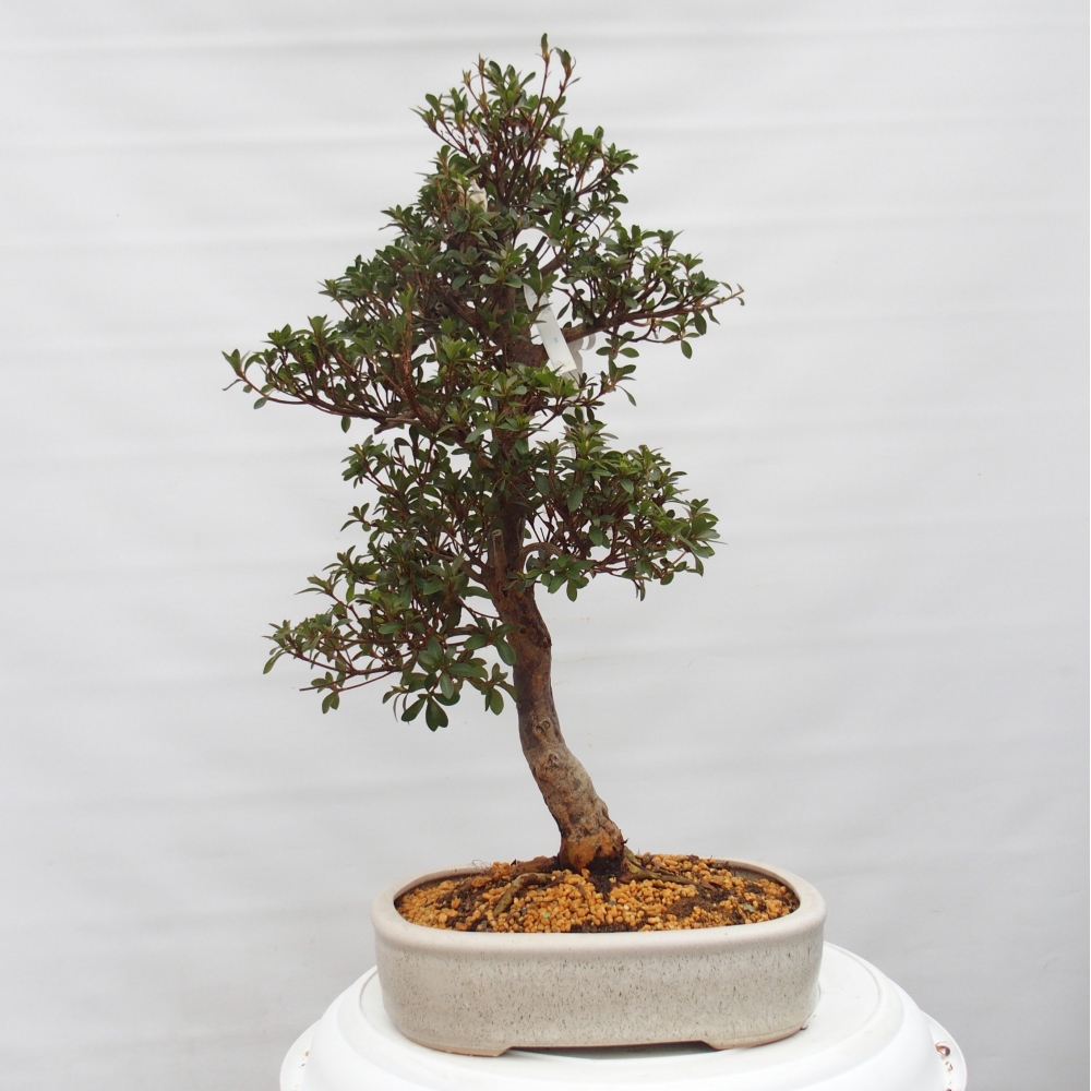 Kültéri bonsai - Japán azálea - Azalea Hanatsuzuri