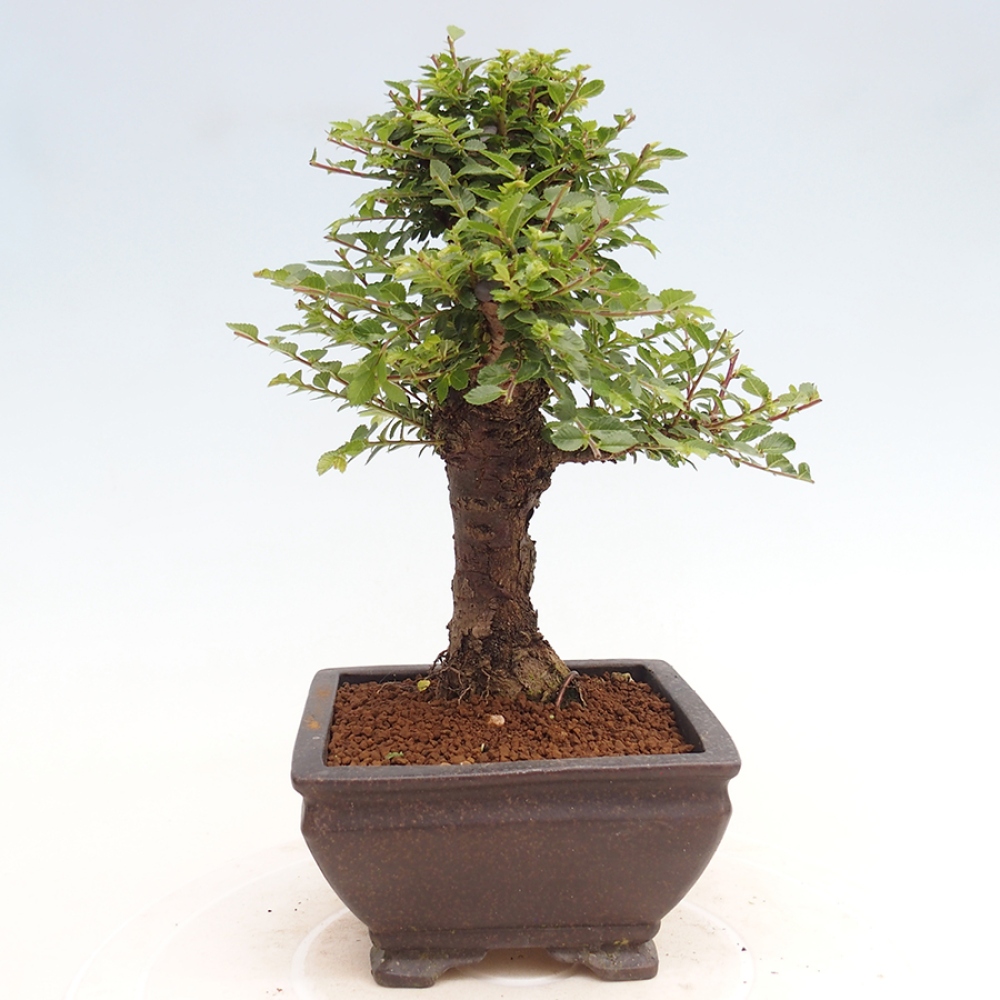 Kültéri bonsai - Ulmus parvifolia Hokkaido - Kínai szil - Ulmus parvifolia Hokkaido