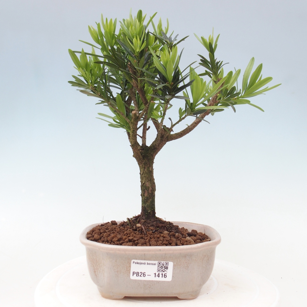 Szobai bonsai - Podocarpus - Kőtiszafa
