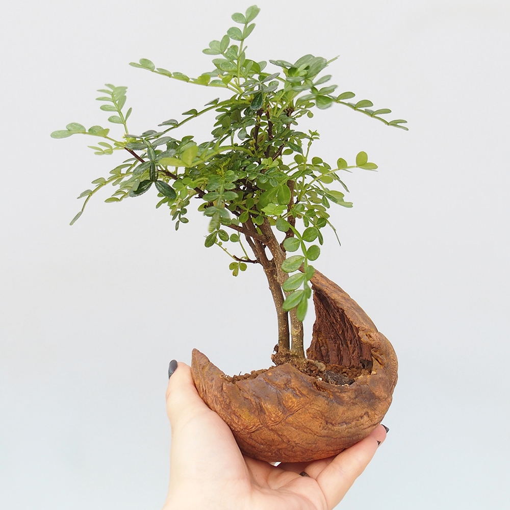 Szobai bonsai - Zantoxylum piperitum - borsfa