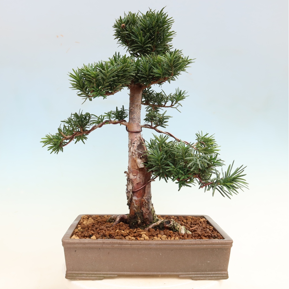Kültéri bonsai - Taxus cuspidata - japán tiszafa