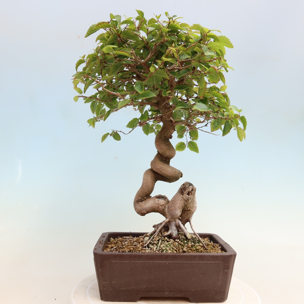 Kültéri bonsai -Carpinus CARPINOIDES - Koreai gyertyánfa
