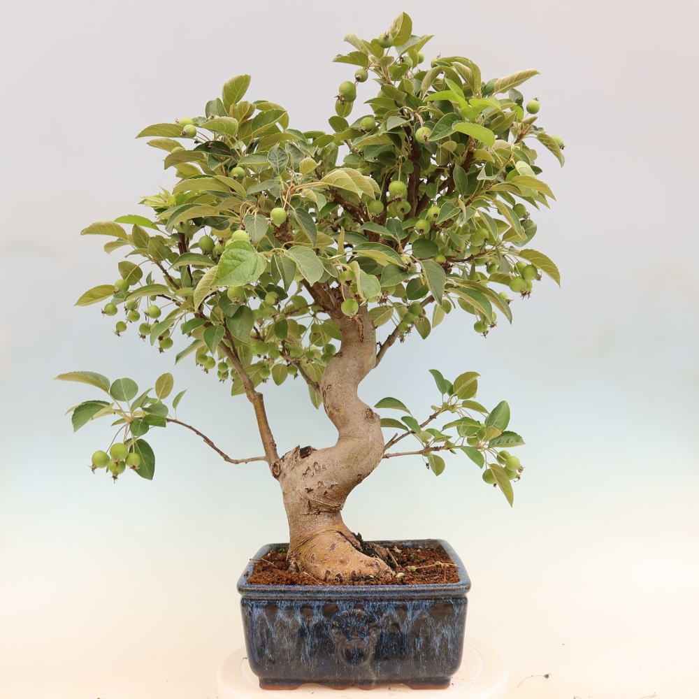 Kültéri bonsai -Malus halliana - Kis gyümölcsű almafa