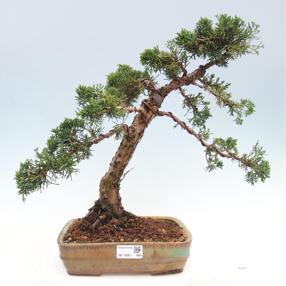 Kültéri bonsai - Juniperus chinensis Kishu