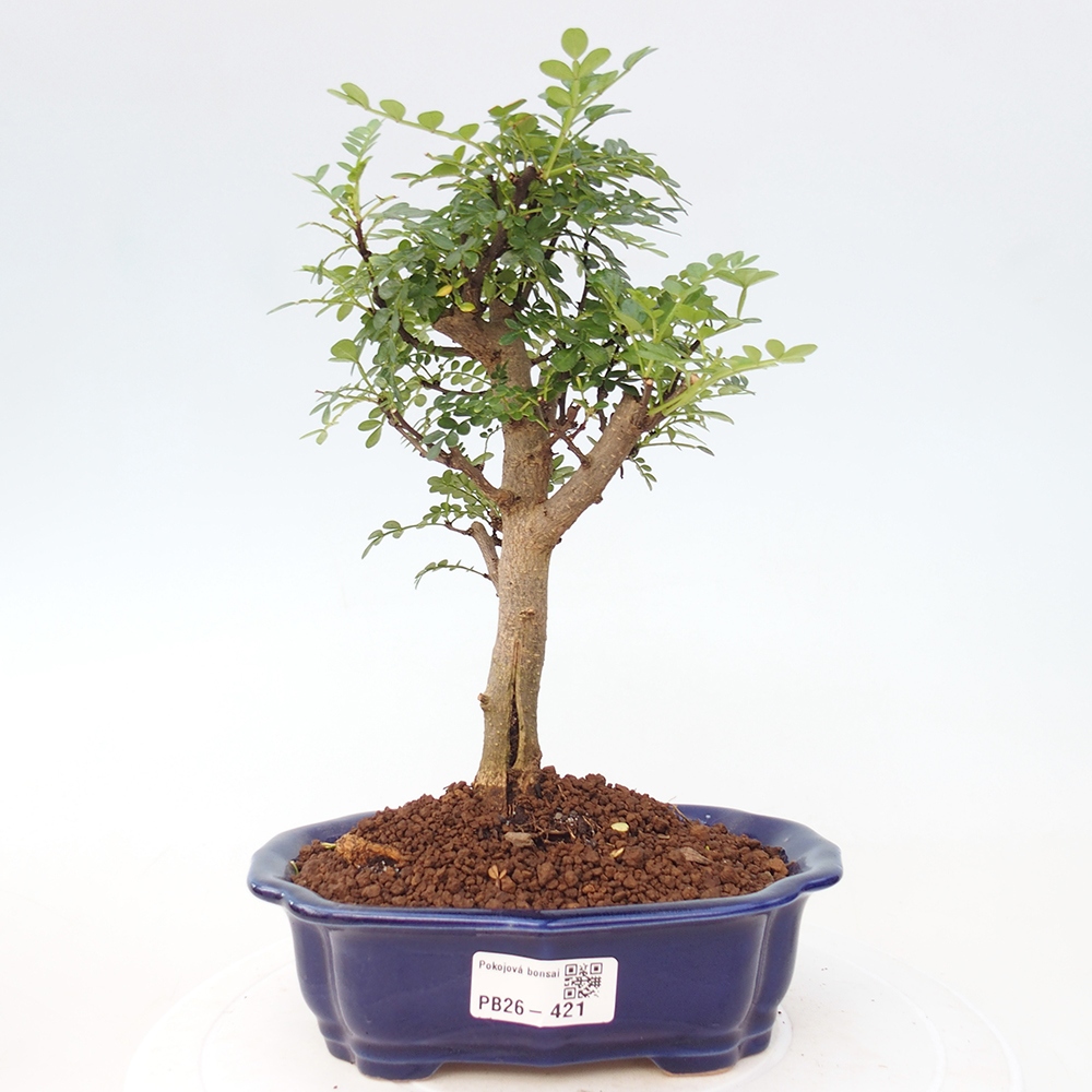 Szobai bonsai - Zantoxylum piperitum - borsfa
