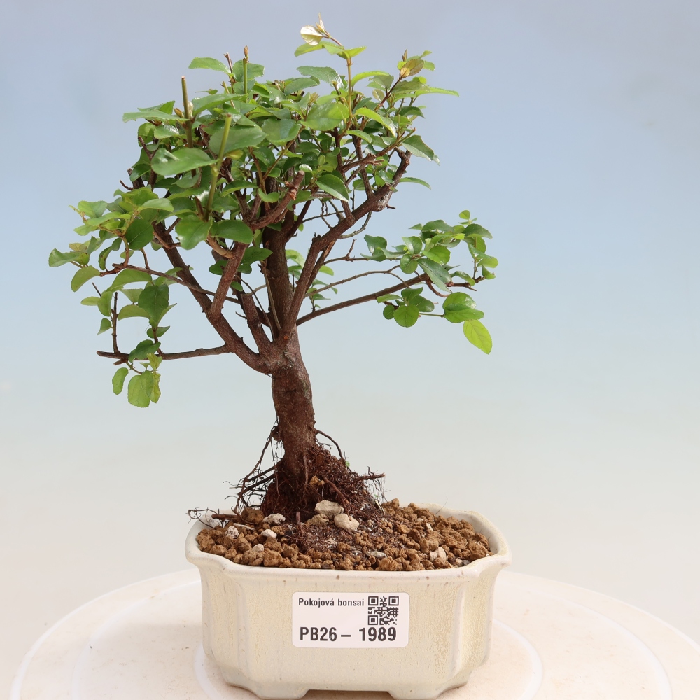 Szobai bonsai - Sageretia thea - Sageretia thea