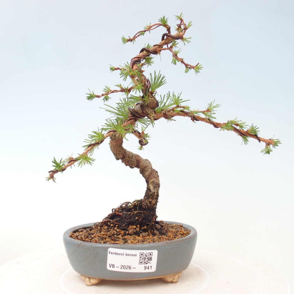 Kültéri bonsai - Larix Kaempferi - Japán vörösfenyő