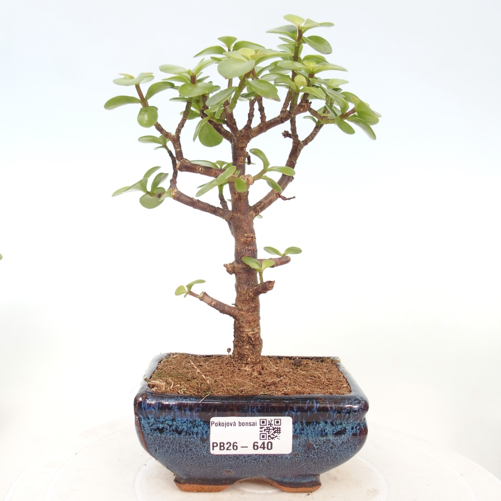 Szoba bonsai - Portulakaria Afra - Tlustice
