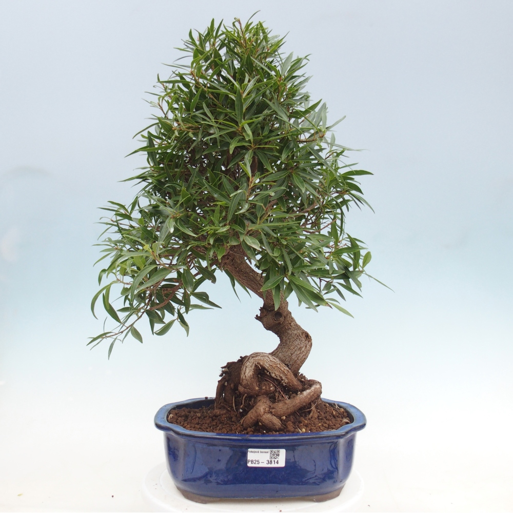 Szobai bonsai - Ficus nerifolia - kislevelű fikusz