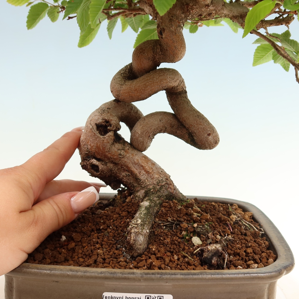 Kültéri bonsai -Carpinus Coreana - Koreai gyertyánfa