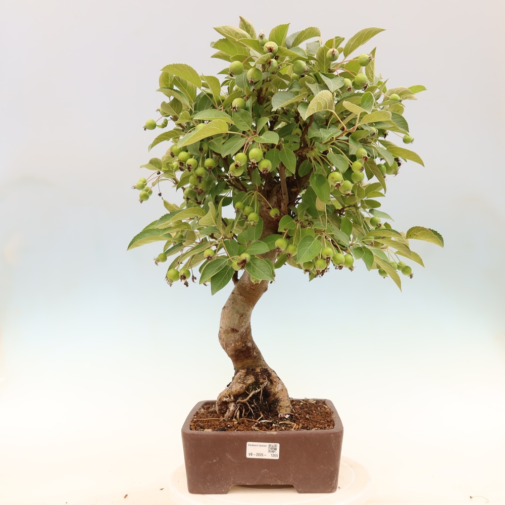 Kültéri bonsai -Malus halliana - Kis gyümölcsű almafa