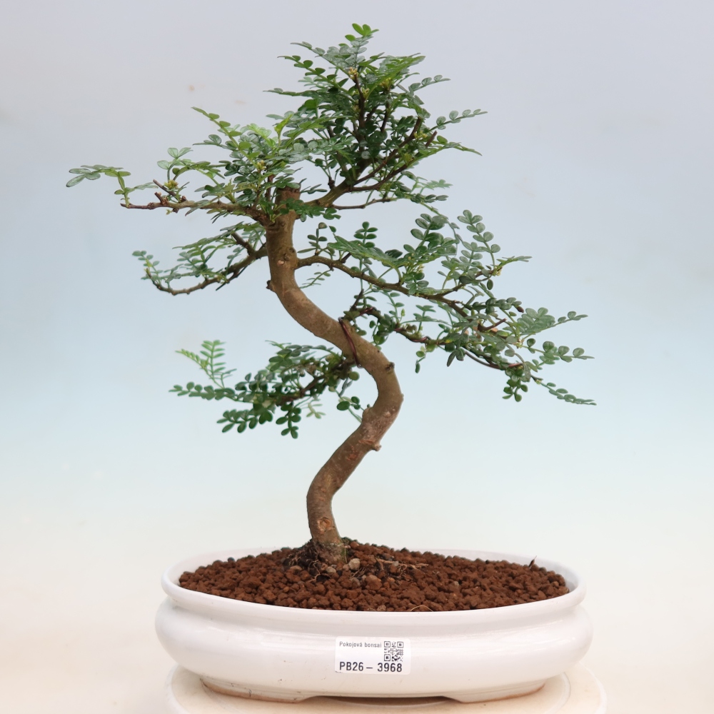Szobai bonsai - Zantoxylum piperitum - borsfa