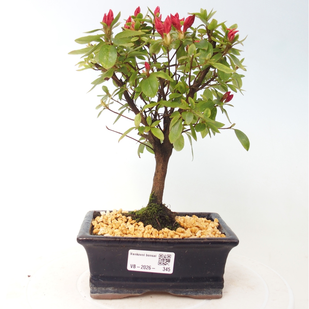 Kültéri bonsai - japán azálea - Azalea sp.