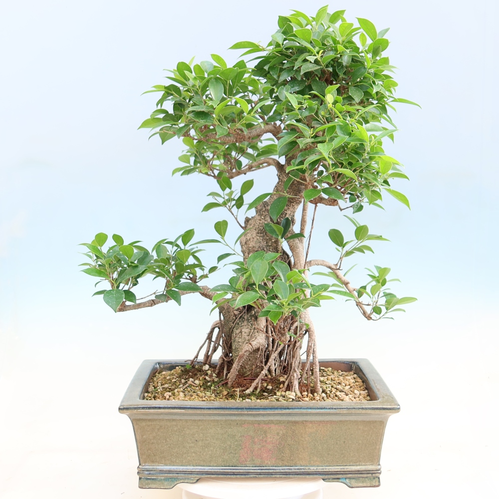 Szobai bonsai - Ficus kimmen - kislevelű fikusz