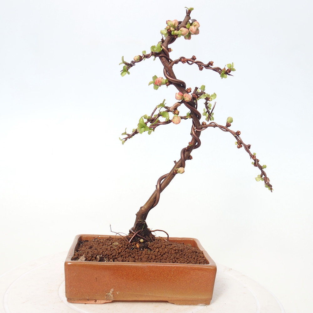 Kültéri bonsai - Chaneomeles s. Red Joy - birs