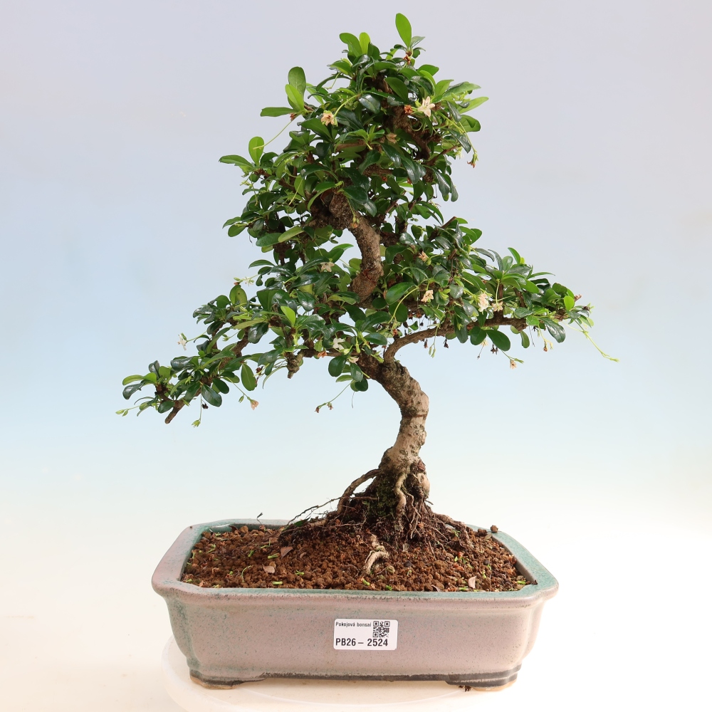 Szobai bonsai - Carmona macrophylla - Tea fuki