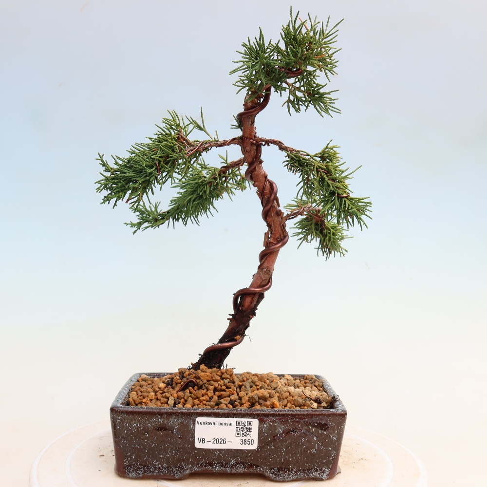 Kültéri bonsai - Juniperus chinensis Kishu