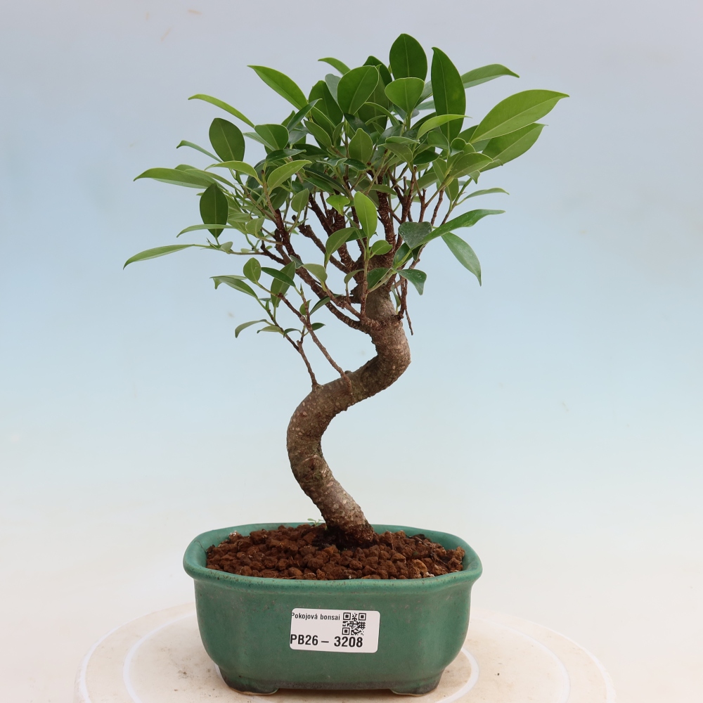 Szobai bonsai - Ficus kimmen - kislevelű fikusz