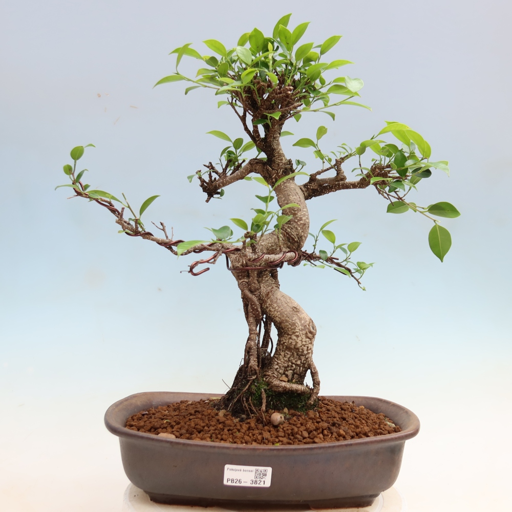 Szobai bonsai - Ficus kimmen - kislevelű fikusz