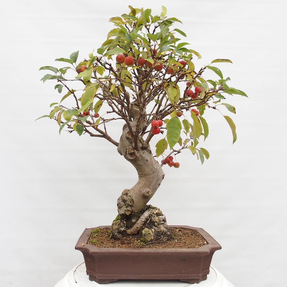 Kültéri bonsai -Malus halliana - Kis gyümölcsű almafa