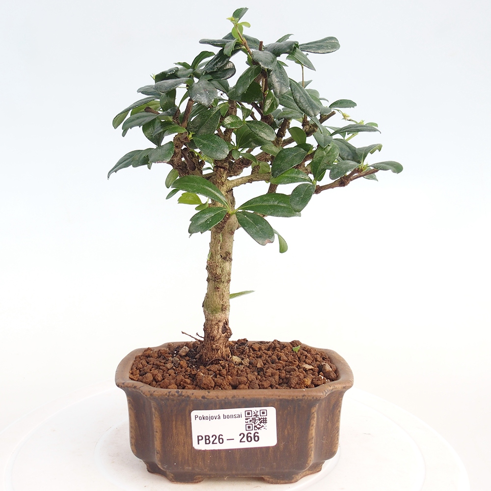 Szobai bonsai - Carmona macrophylla - Tea fuki