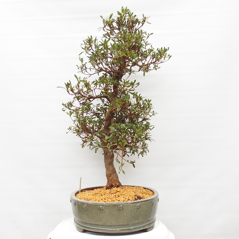 Kültéri bonsai - japán azálea - Azálea CHIHIRO