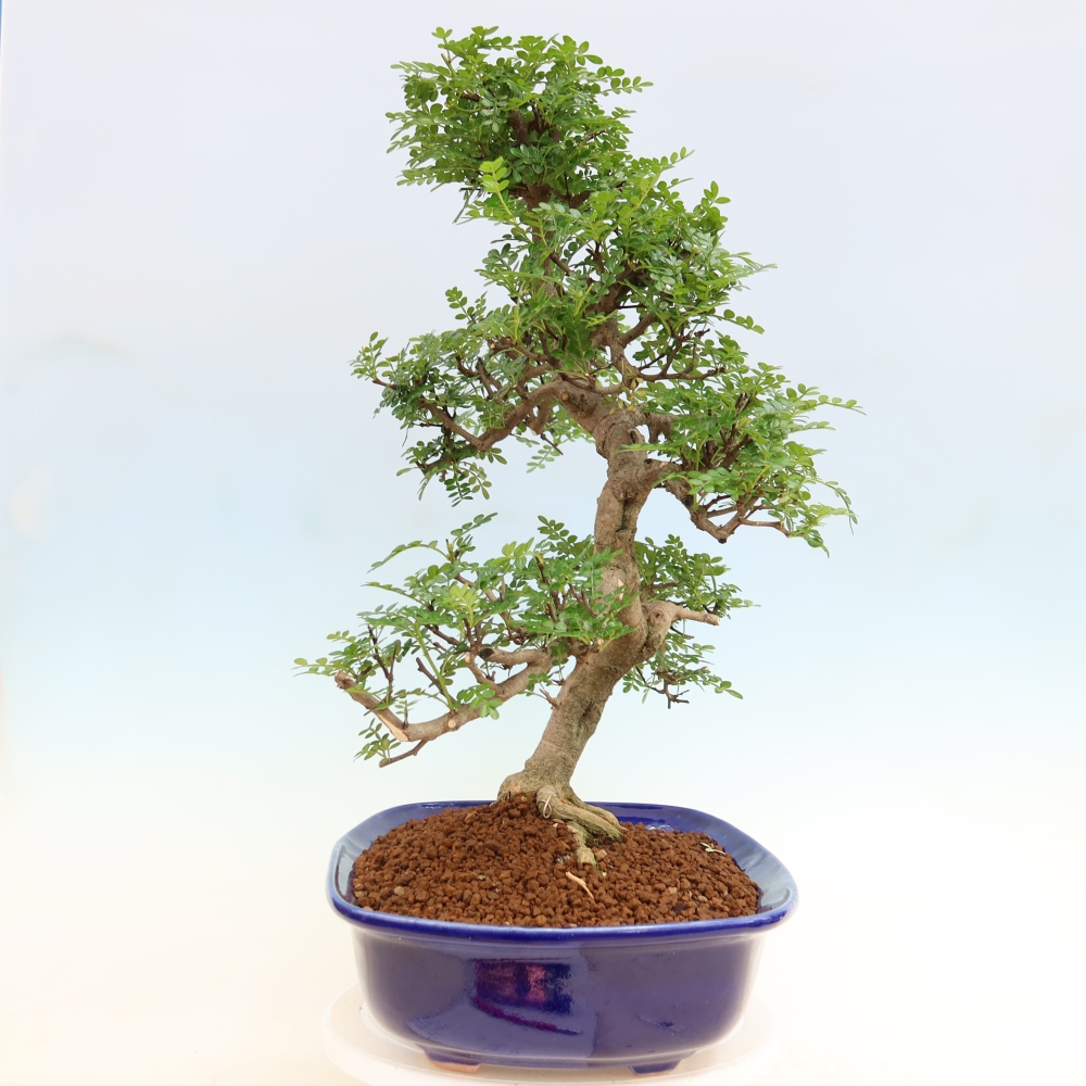 Szobai bonsai - Zantoxylum piperitum - borsfa