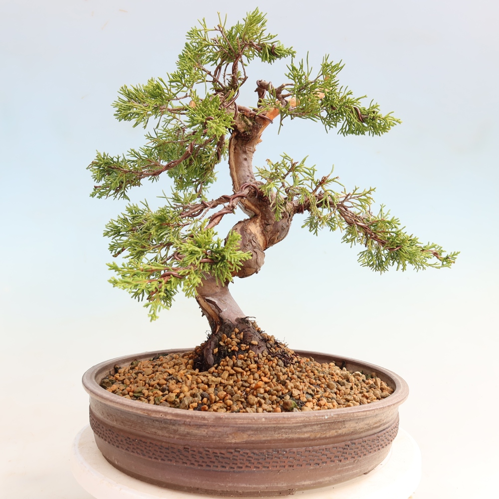 Kültéri bonsai - Juniperus chinensis Itoigawa-Juniperus chinensis