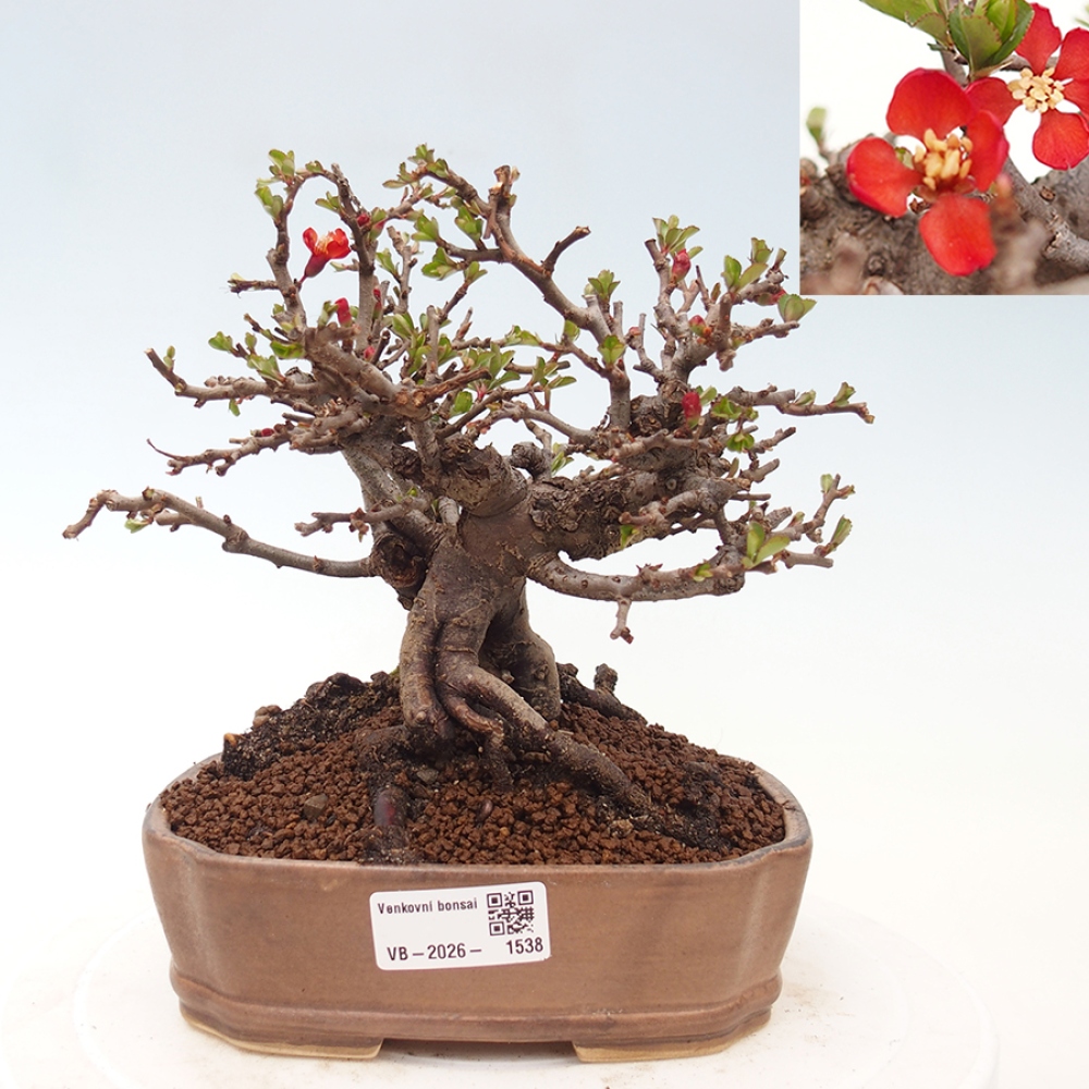 Kültéri bonsai - Chaneomeles speciosa - birs