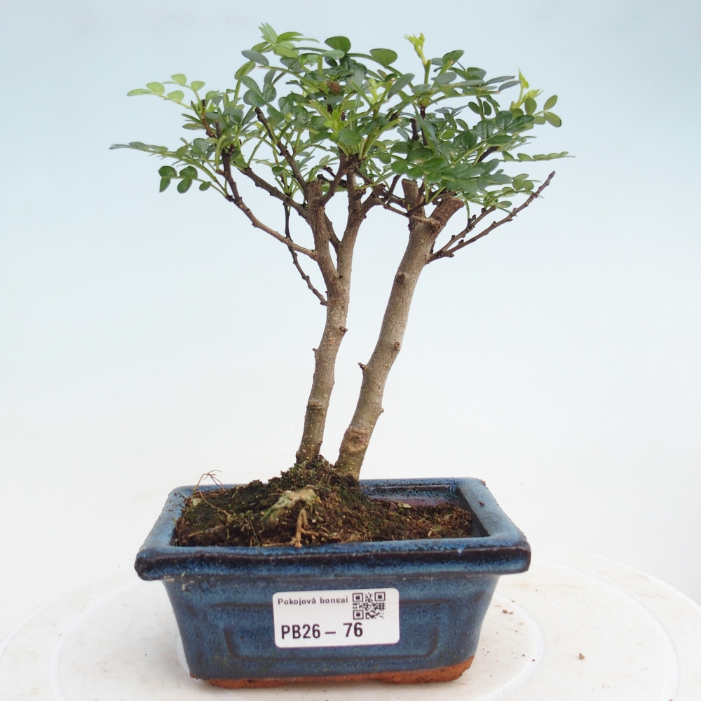 Szobai bonsai - Zantoxylum piperitum - borsfa