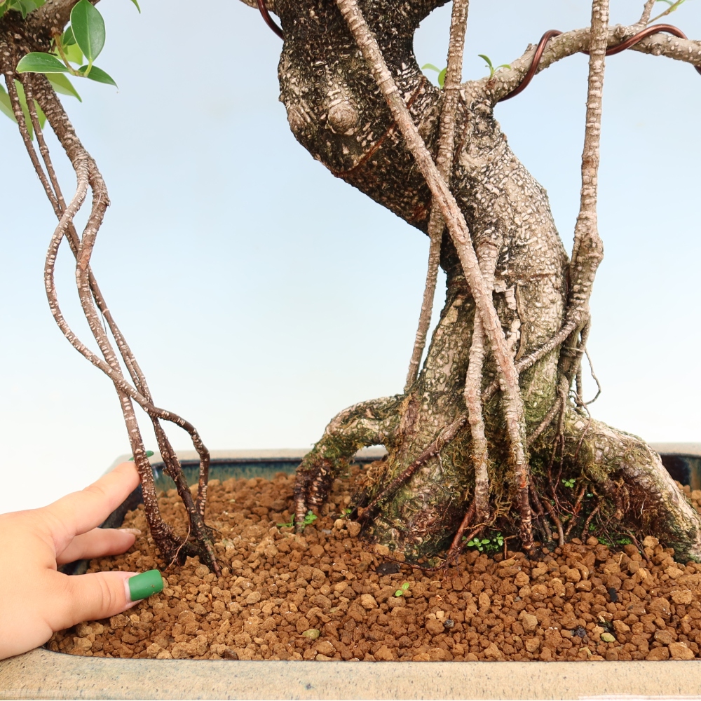 Szobai bonsai - Ficus kimmen - kislevelű fikusz