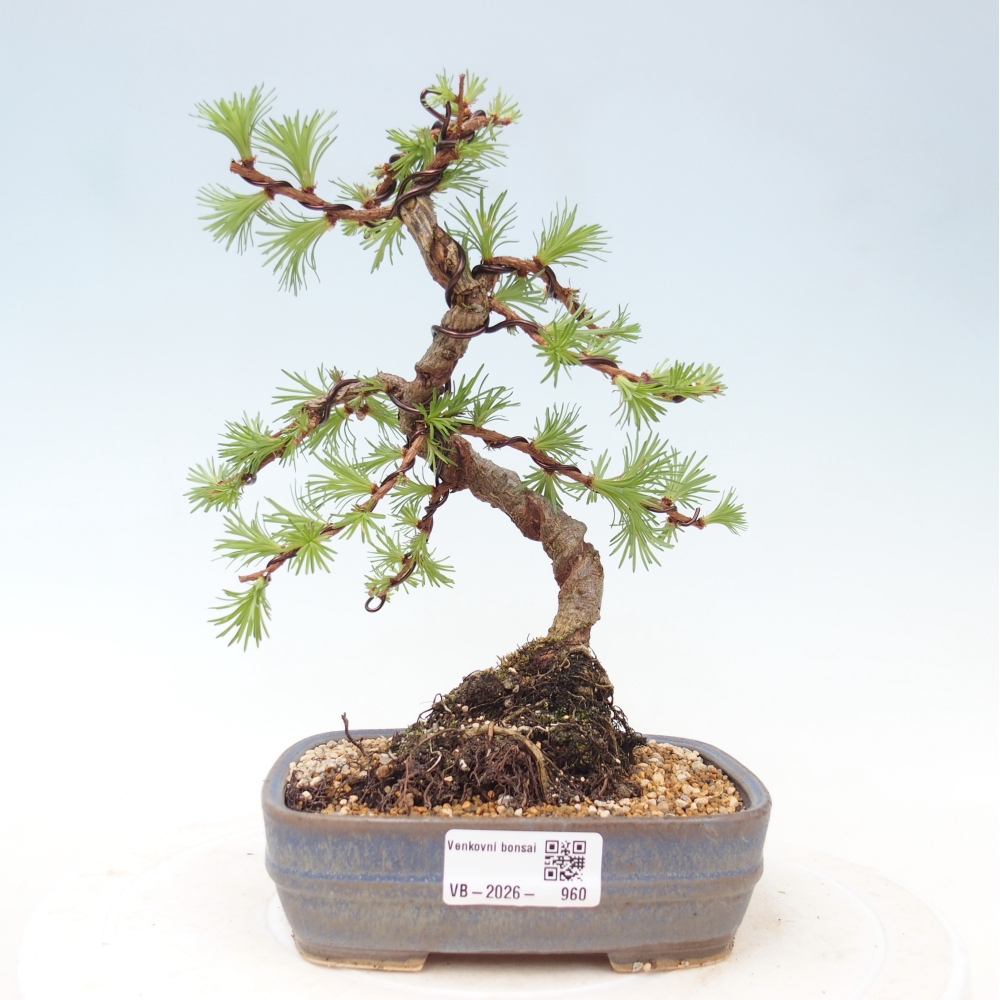 Kültéri bonsai - Larix Kaempferi - Japán vörösfenyő