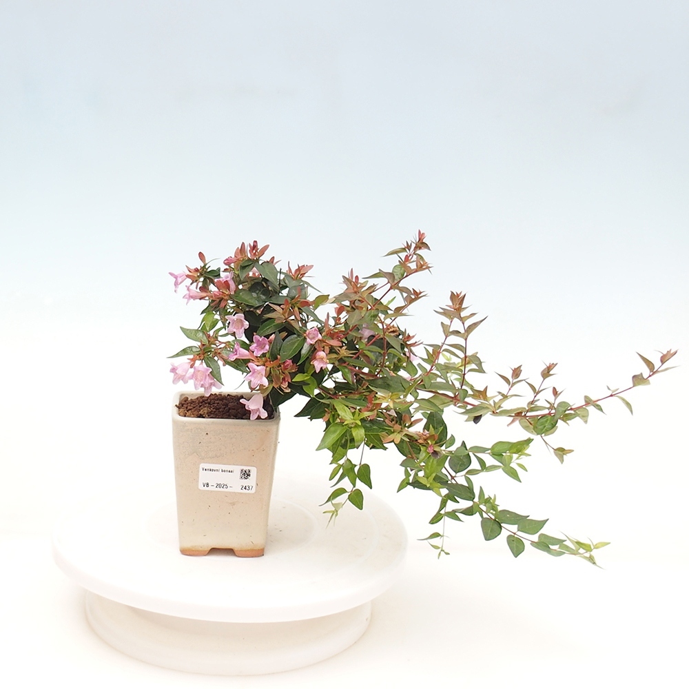 Kültéri bonsai - Abelia Grandiflora - Abelia grandiflora