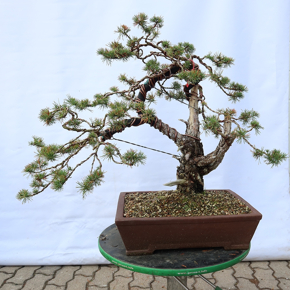 Pinus sylvestris Spanyolország – erdei fenyő