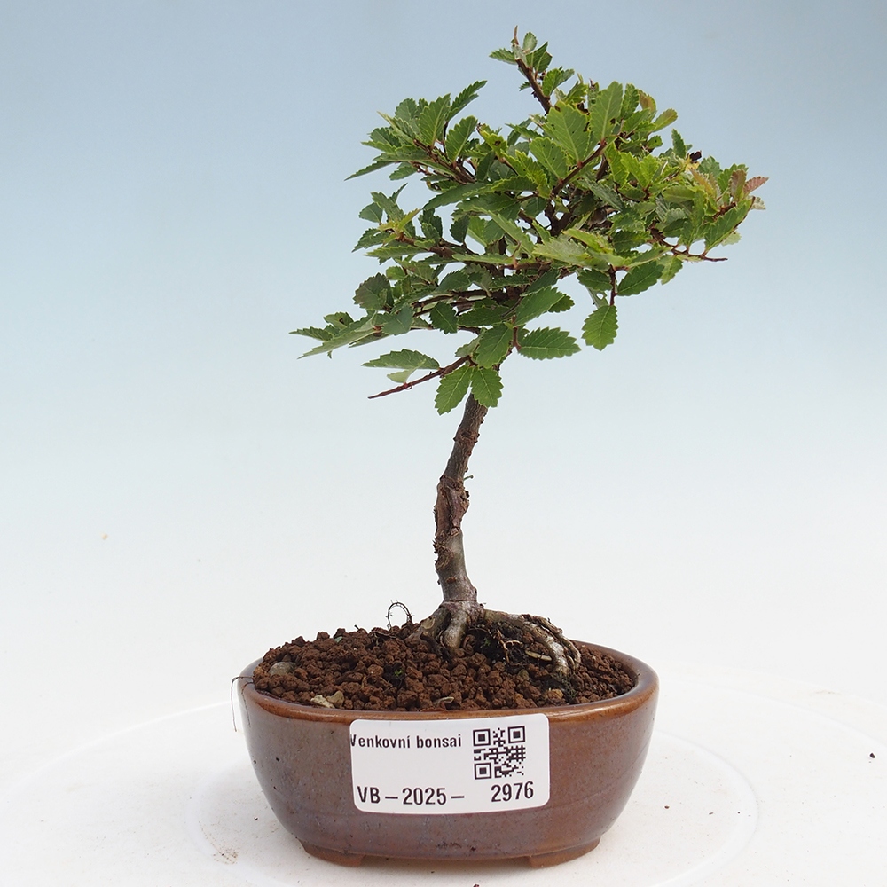 Kültéri bonsai - Ulmus parvifolia Sagei - Kislevelű szilfa