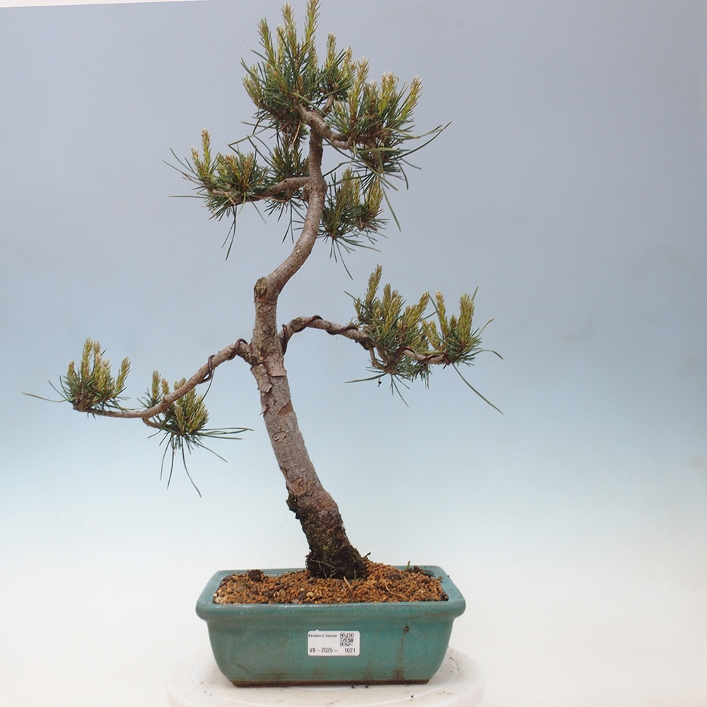 Kültéri bonsai - Pinus Sylvestris Watererri - erdeifenyő