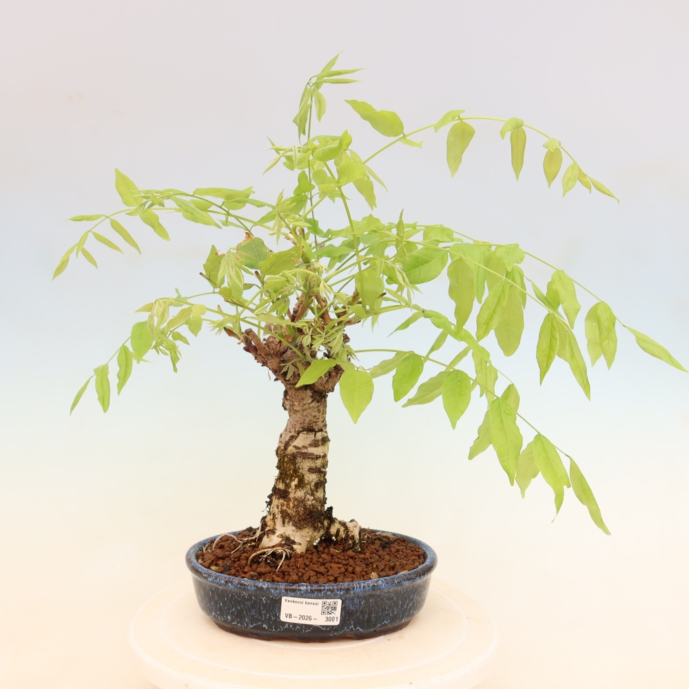 Kültéri bonsai - Wisteria floribunda