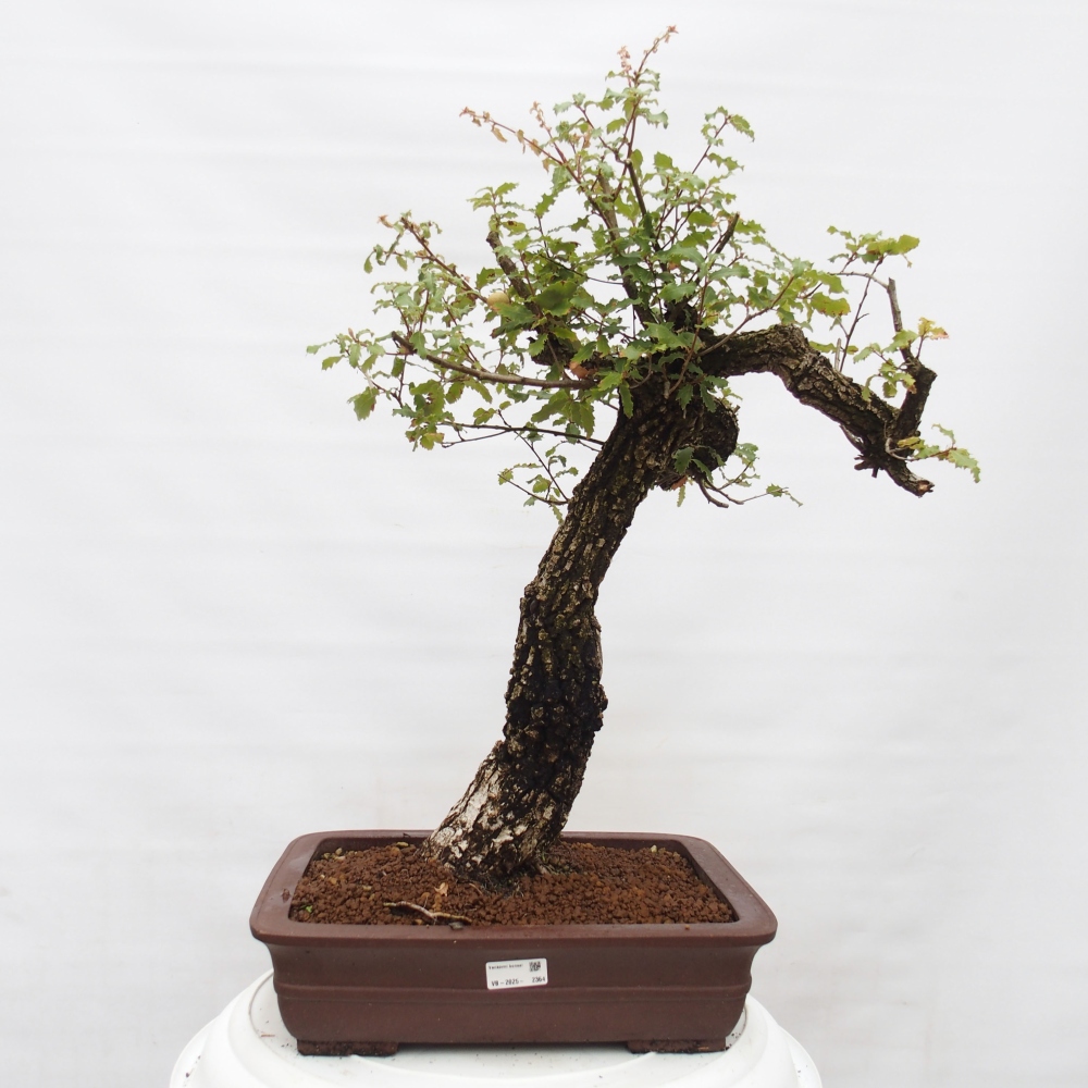 Yamadori - Quercus Ilex - Tölgy magyal
