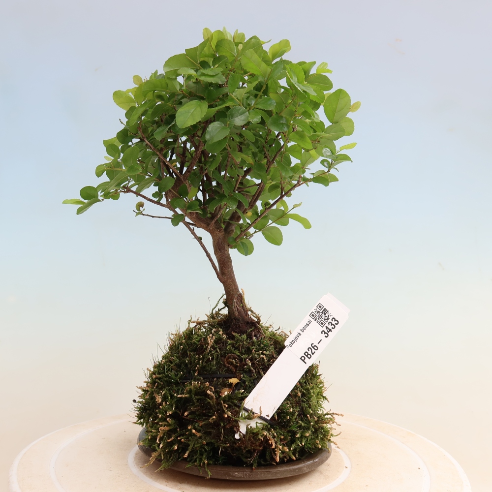 Kokedama alátéttel – Sagerécie thea – Sagerécie thea