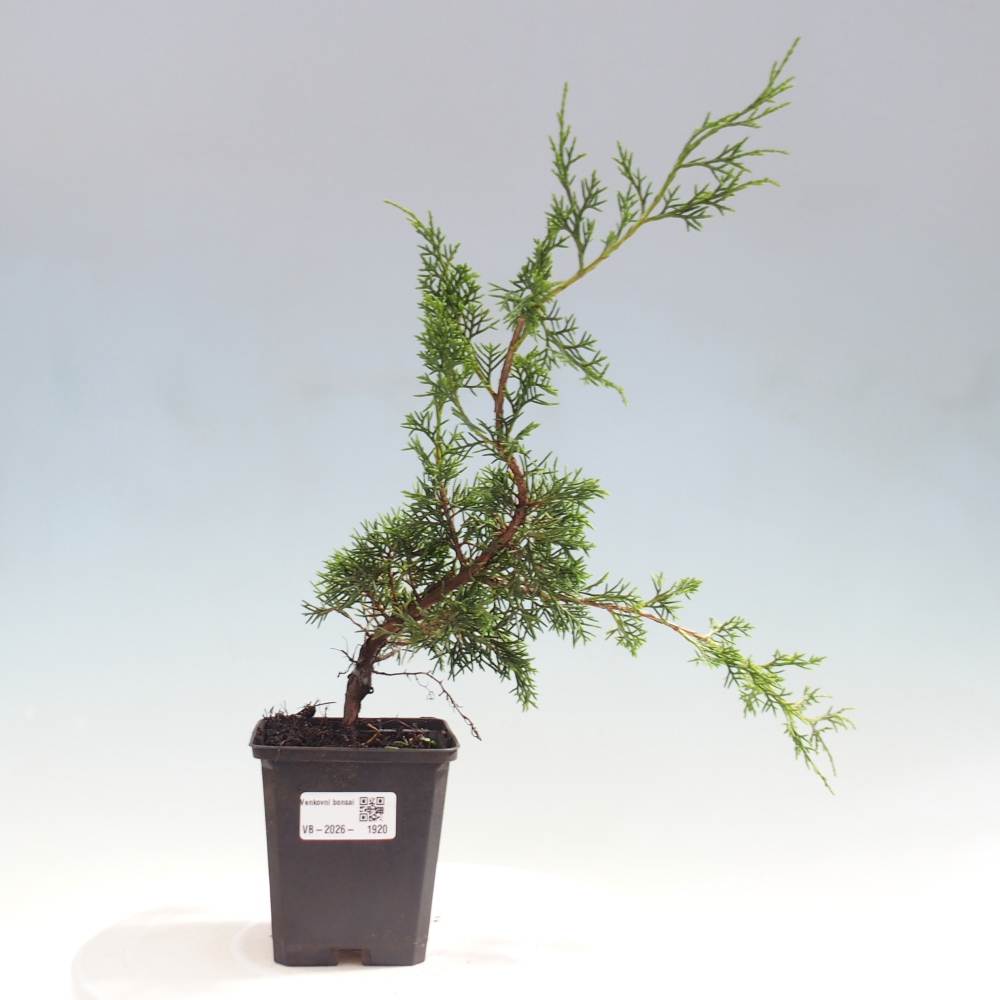 Kültéri bonsai - Juniperus chinensis Itoigawa