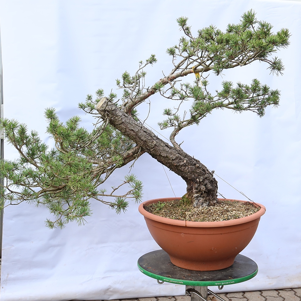 Pinus sylvestris Spanyolország – erdei fenyő