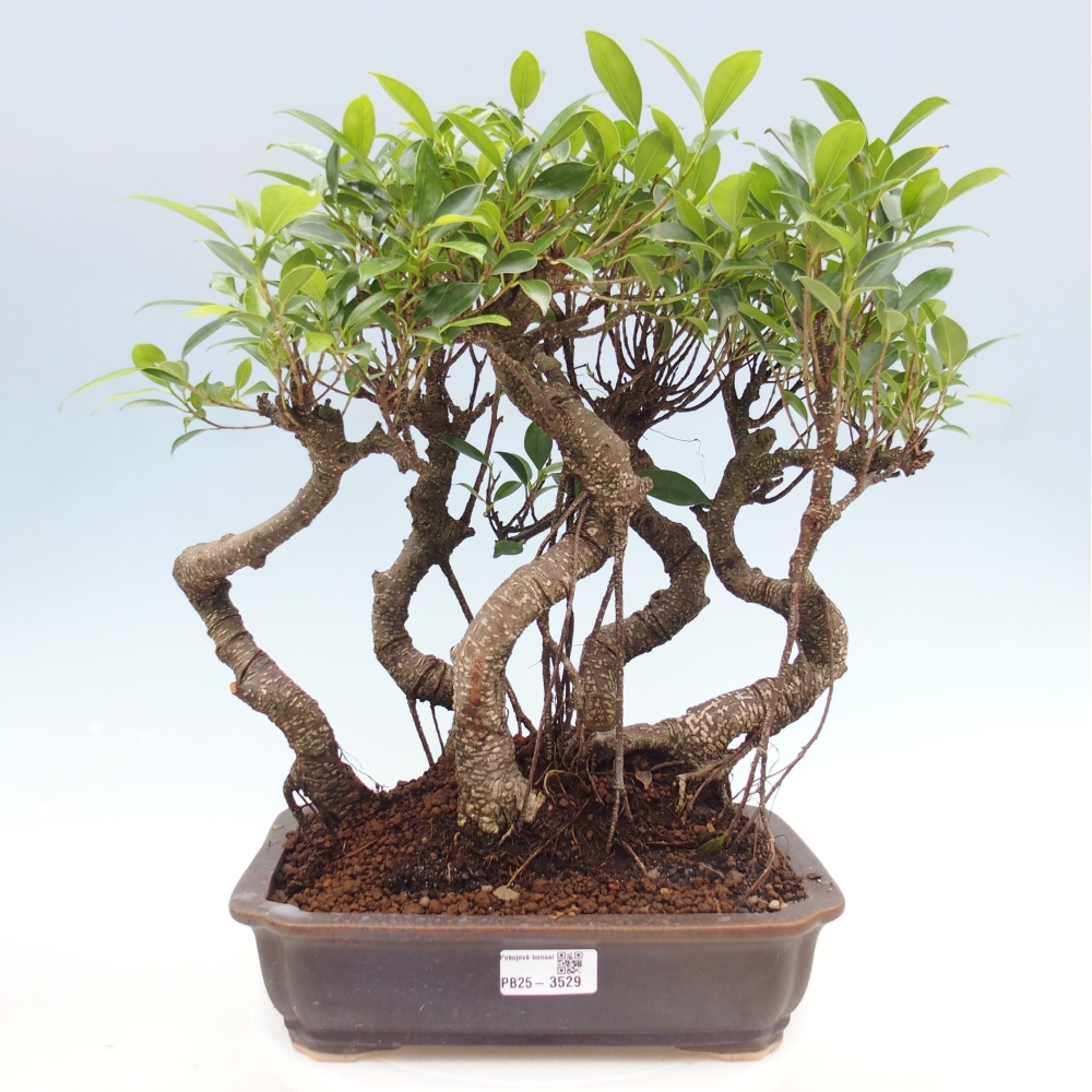 Szobai bonsai - Ficus kimmen - kislevelű fikusz